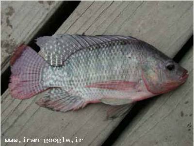 حلال-فروش انواع ماهی های تیلاپیا