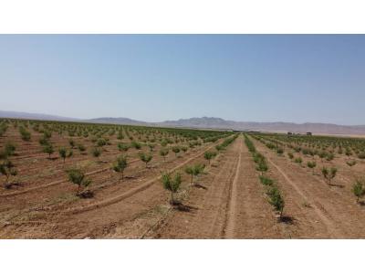شیرازی-مجتمع باغچه ای مزرعه بادام چسکین (باغات4هزارمتری بادام در بوئین زهرا)
