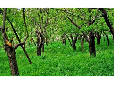 ملکبین-فروش 1000 متر باغ با جواز ساخت در شهریار