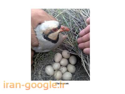 بند کشی-فروش تخم نطفه دار کبک برای دستگاه جوجه کشی