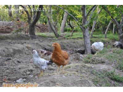 یکروزه-مرکز پرورش و فروش مرغ و خروس بومی در شهریار 