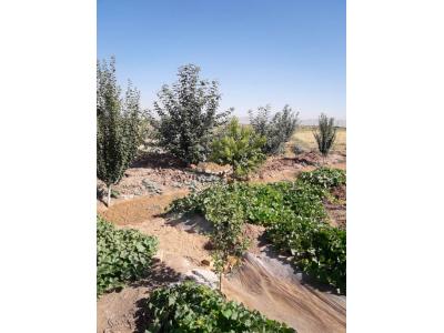 ساخت انبار-باغ یک هکتاری با درختان مثمر در مامونیه ساوه