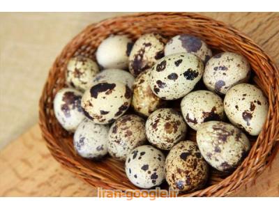 تخم-فروش تخم اردک و بلدرچین