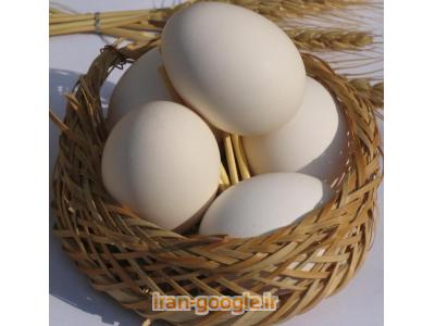 خریدار-خرید و فروش تخم مرغ