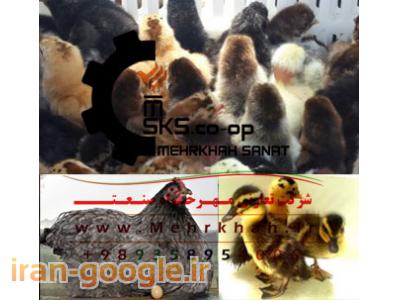 کشتار مرغ-يکي از بزرگترين توليد کنندگان مجموعه محصولات طيور در ايران