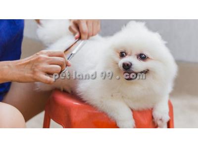سگ ماده-آموزش آرایش حیوانات خانگی