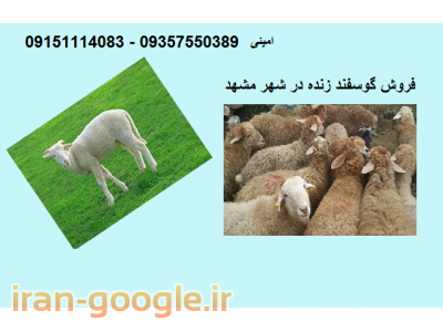 خرید مشهد-فروش گوسفند زنده در مشهد 