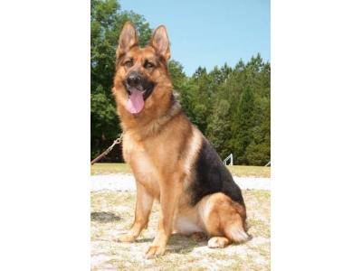 بلند-سگ ژرمن شپرد اصیل با خلق و خو فوق العاده برای فروش
