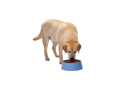 ضد-غذای خشک سگ