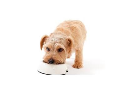 سفر-غذای خشک سگ