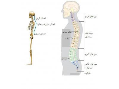 گوش دام-درمان سلولی   دیسک کمر و گردن  و آرتروز زانو  با لیزر سلولی در محدوده بلوار فرحزادی و غرب تهران