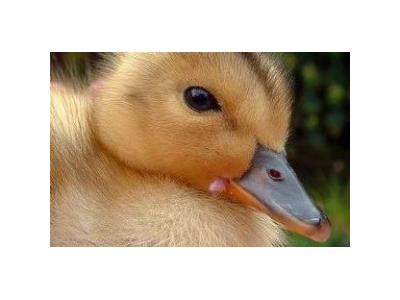 اطلاعات-- فروش جوجه اردک در سنین مختلف