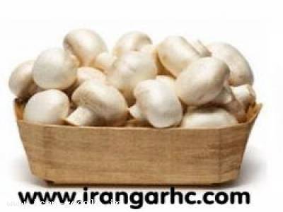 دما قارچ-مواد اولیه وتجهیزات سالن های پرورش قارچ