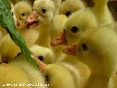 جوجه کشی از بوقلمون-فروش جوجه اردک