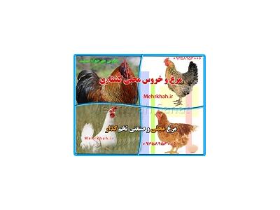 جوجه مرغ-مجموعه محصولات طيور در ايران