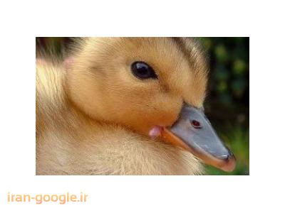 60-- فروش جوجه اردک در سنین مختلف