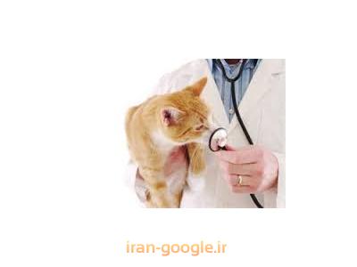 حیوانات-کلینیک دامپزشکی در گیشا