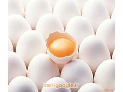 لیست قیمت عمده-خرید و فروش تخم مرغ
