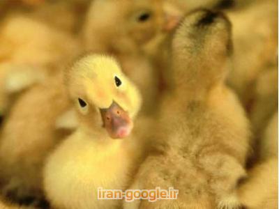 تخم خوراکی-فروش جوجه اردک