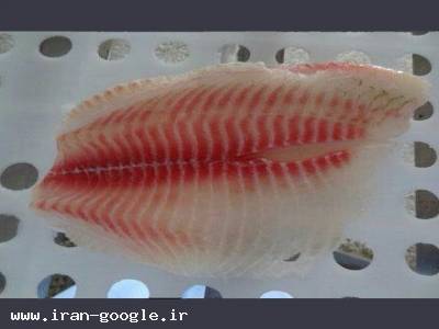 لیست ماهی- تیلاپیا - سالمون - هوکی - بلووارهو
