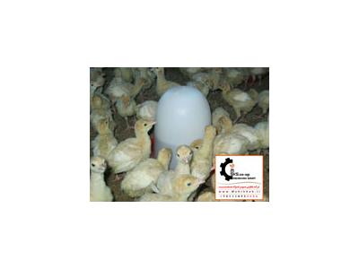 فروش تخم مرغ-فروش جوجه شترمرغ در سنین مختل
