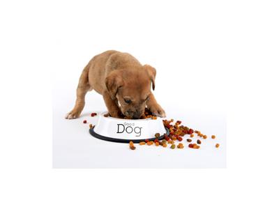 تضمین-غذای خشک سگ