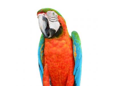 صادرات انواع پرندگان خاص-صادرات و واردات حیوانات خاص