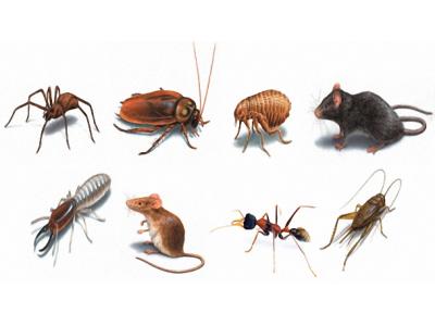نشان سلامت-سمپاشی حشرات
