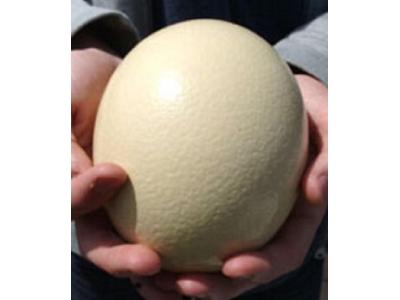 خرید تخم شترمرغ-فروش ویژه تخم نطفه دار شترمرغ
