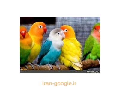 مشاوره در غرب تهران-کلینیک تخصصی حیوانات خانگی در محدوده شهرک غرب