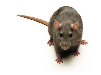 موش خانگی-سمپاشي موش