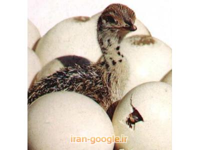 تخم شترمرغ نطفه دار-فروش تخم و جوجه شترمرغ