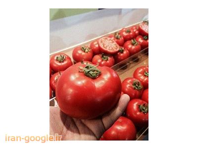 فردیس-تولید رب گوجه 