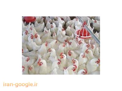 پرورش-فروش مرغداری گوشتی  با سند تک برگ و وام کشاورزی در رشت