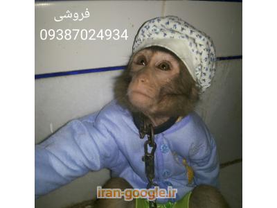 تربیت-فروش میمون شیراز