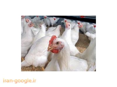 مرغ گوشتی-فروش مرغداری گوشتی  با سند تک برگ و وام کشاورزی در رشت