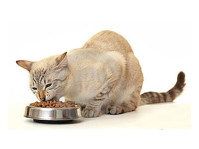 سفر-غذای گربه