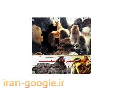 کشتار مرغ-شرکت تعاونی مهرخواه تولیدکننده محصولات طیور