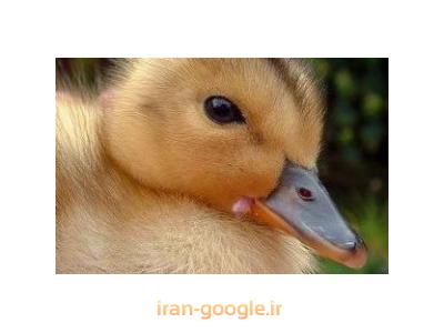 فروش اردک در سنین مختلف-فروش وارسال اردک گوشتی