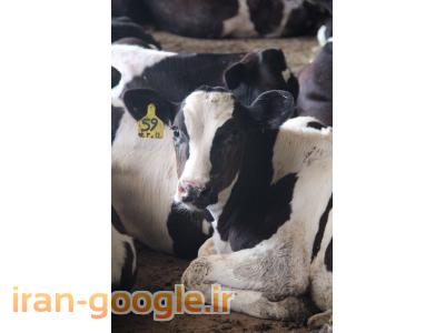 غذایی-فروش گوساله پرواری